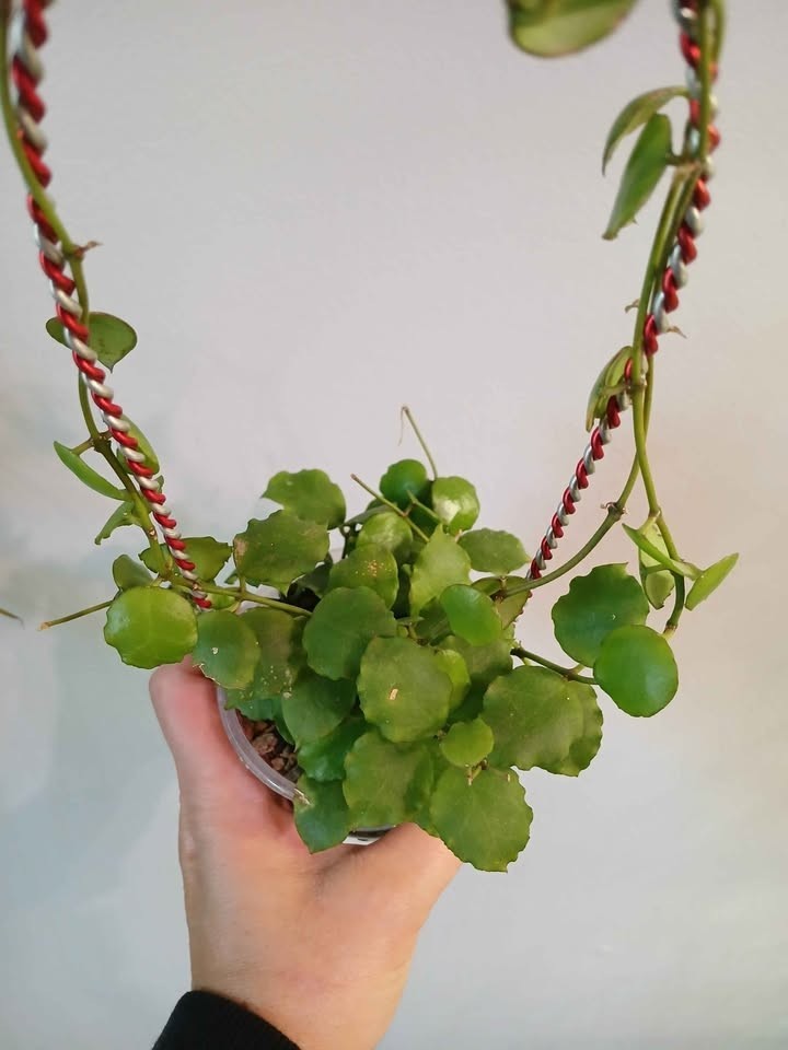 Hoya Endauensis Rare Tropical Wax Plant