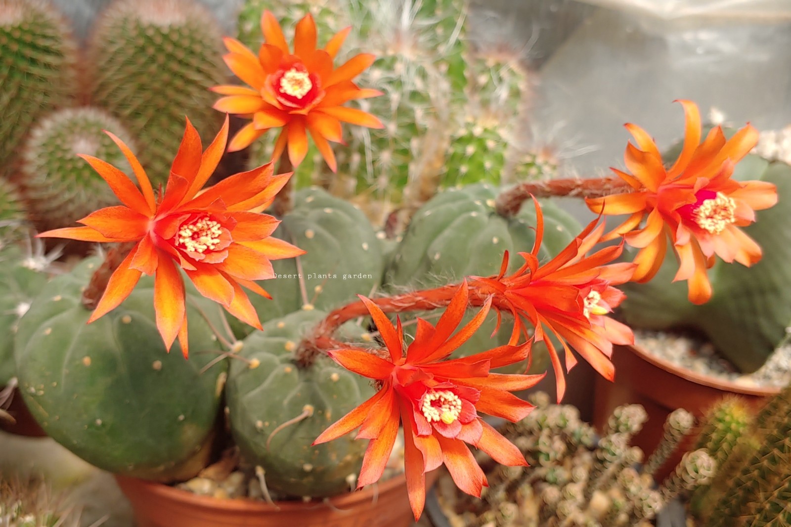 Matucana madisoniorum 35Seeds