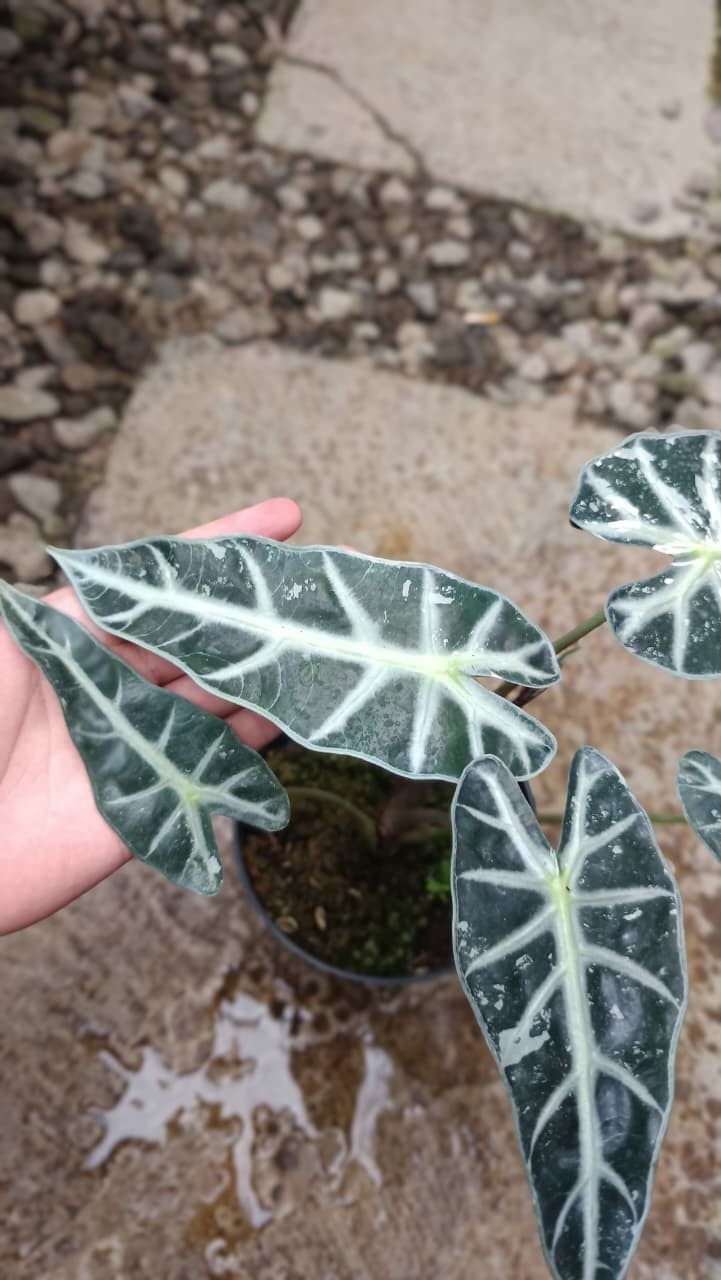 Real Picture Alocasia Bambino White Variegated Rare Tropical Plant