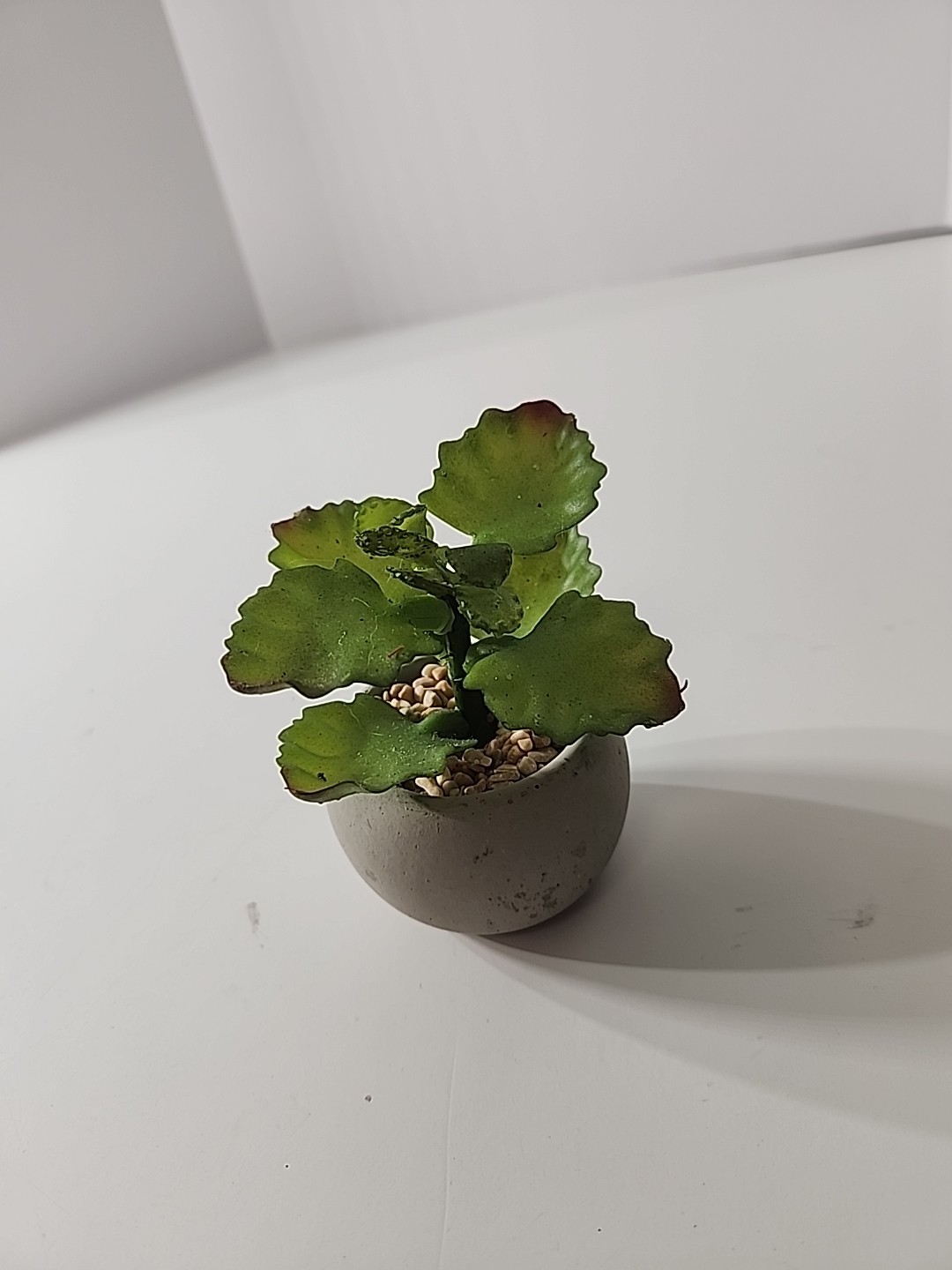 Tiny Articifial House Plant. 4 Inches Tall. Concrete Style Pot.