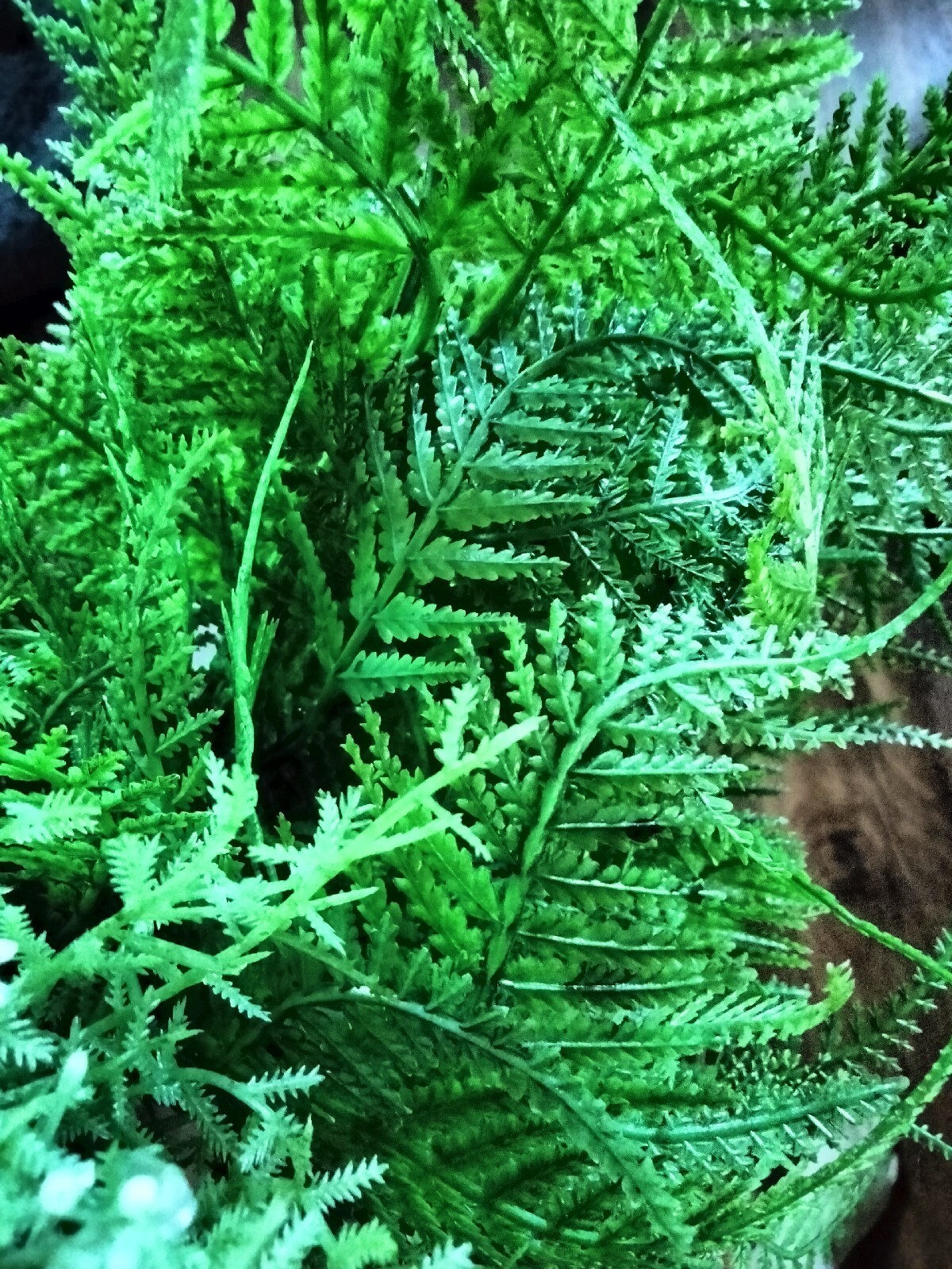 NEW 13 Pcs Artificial Plastic Plants: 7 Boston Fern Grass & 6 Ferns w/ Berries