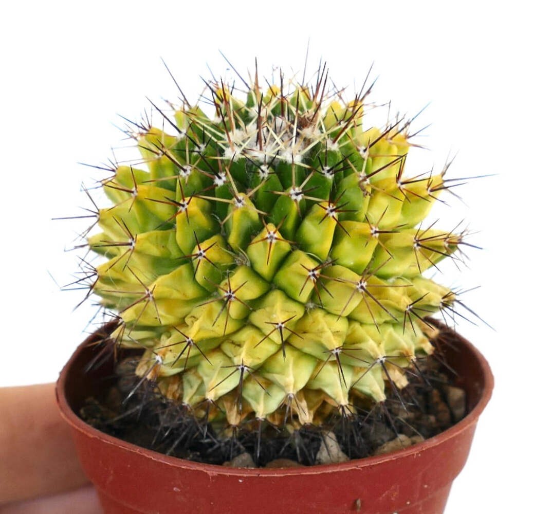 Mammillaria marksiana VARIEGATED – Marks’ nipple cactus | Marks’ pincushion cact