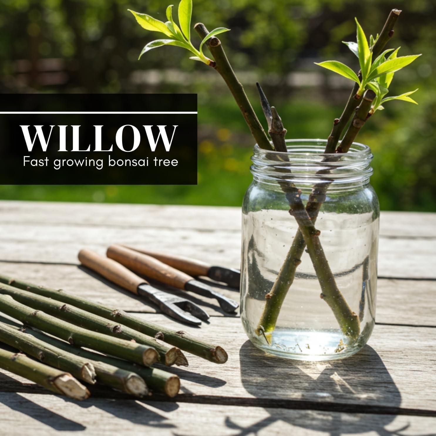 Eversong Weeping Willow Bonsai Tree Cutting to Grow – Thick Trunk Cutting – Grea