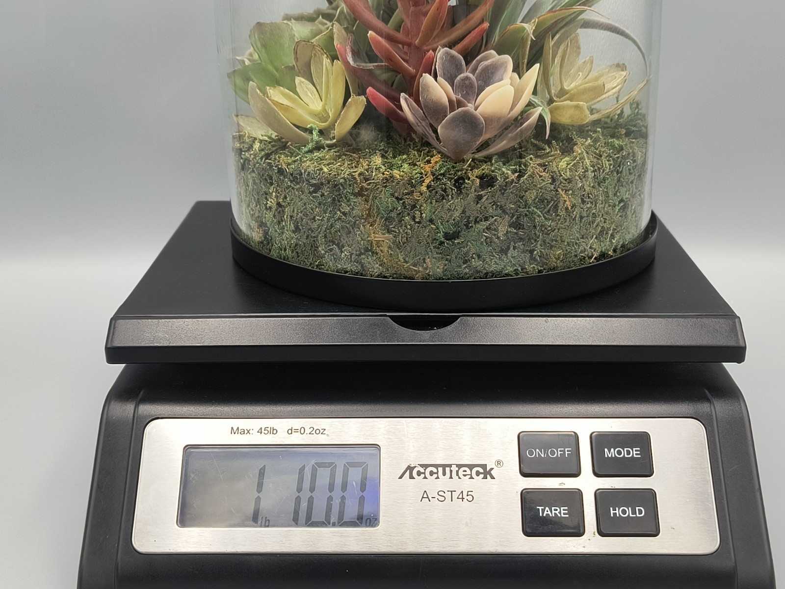 Terrarium Faux Succulents Arrangement In Glass Dome Atrium By Old Time Pottery
