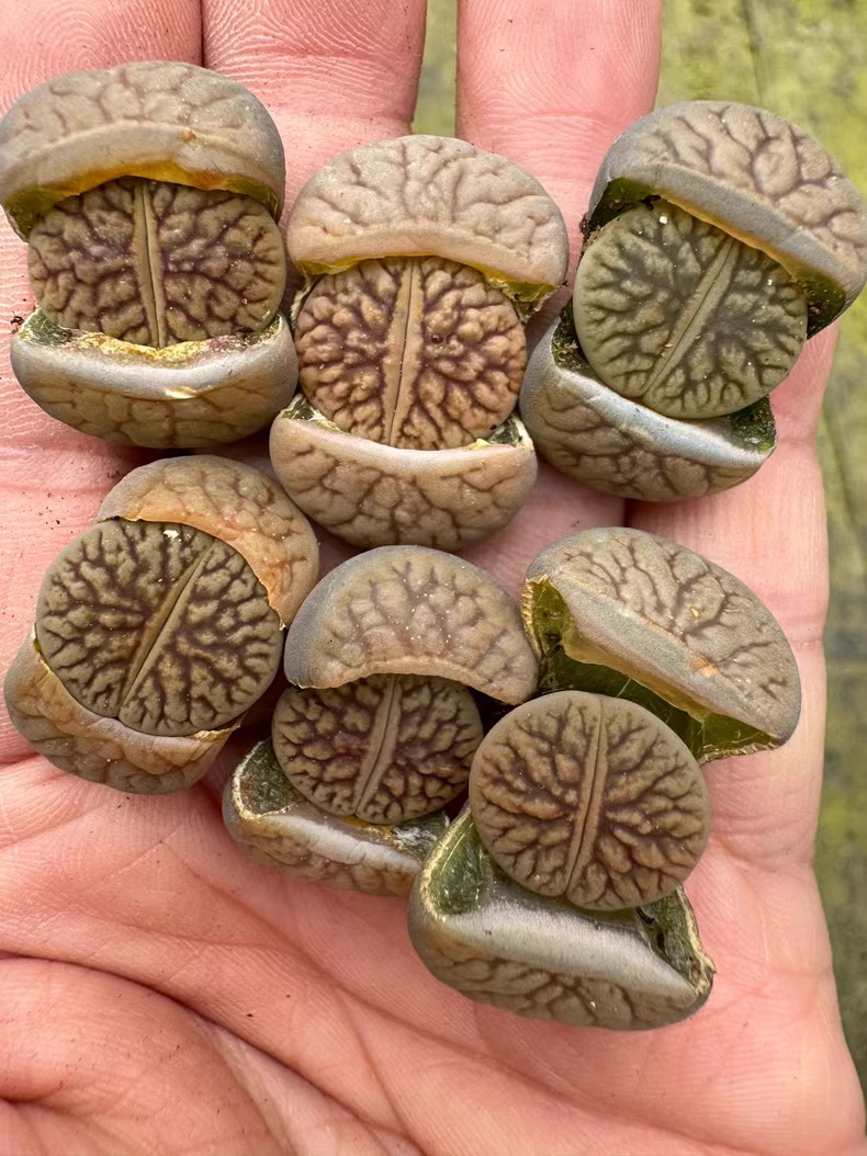 3 pcs lithops A new variety of stone flower in the dark river