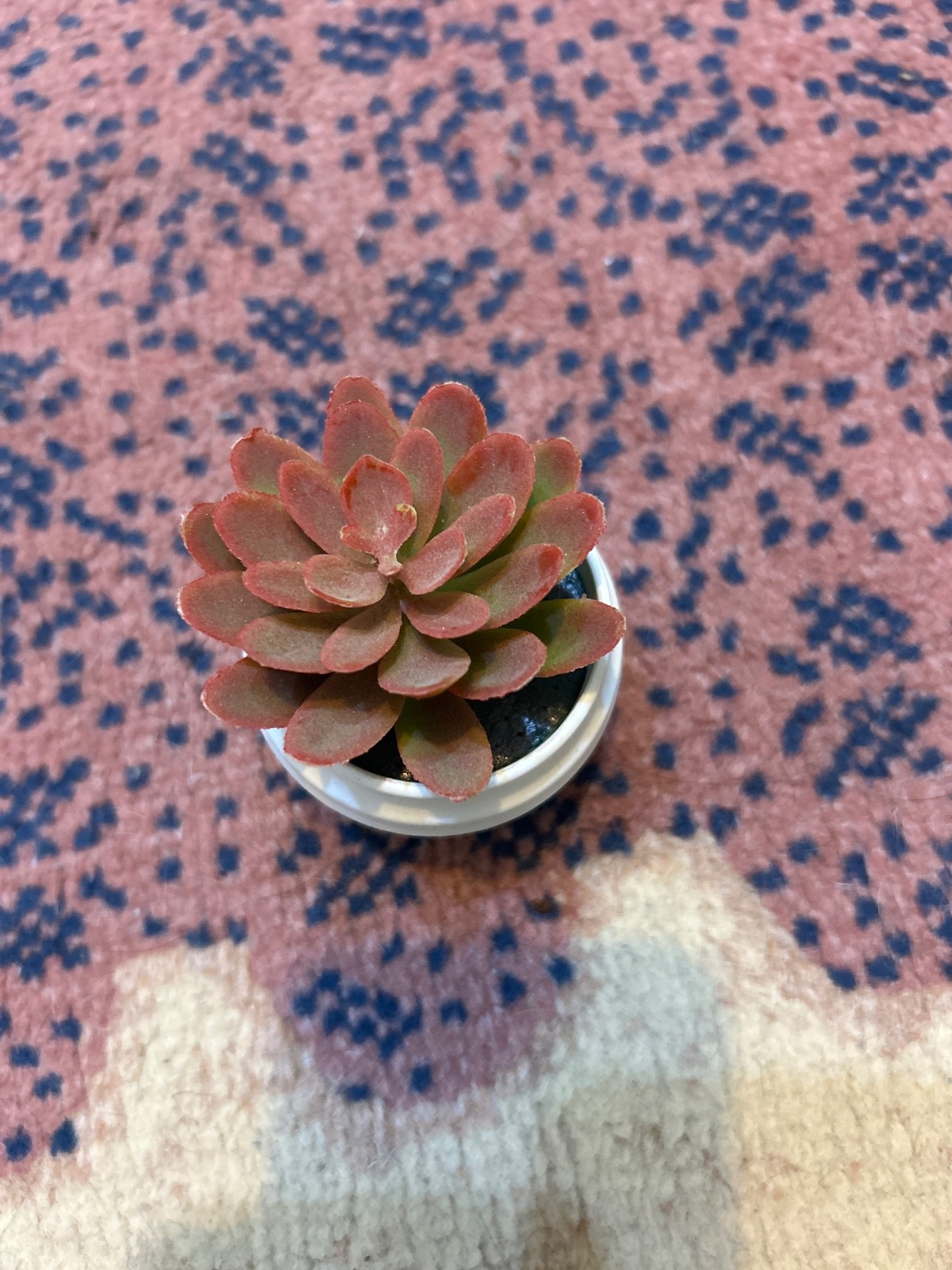 Artificial succulent plant for decoration