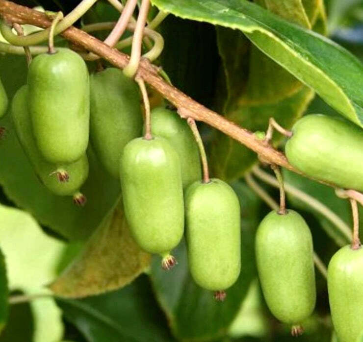 Actinidia arguta (JUMBO KIWI) 70-110cm –