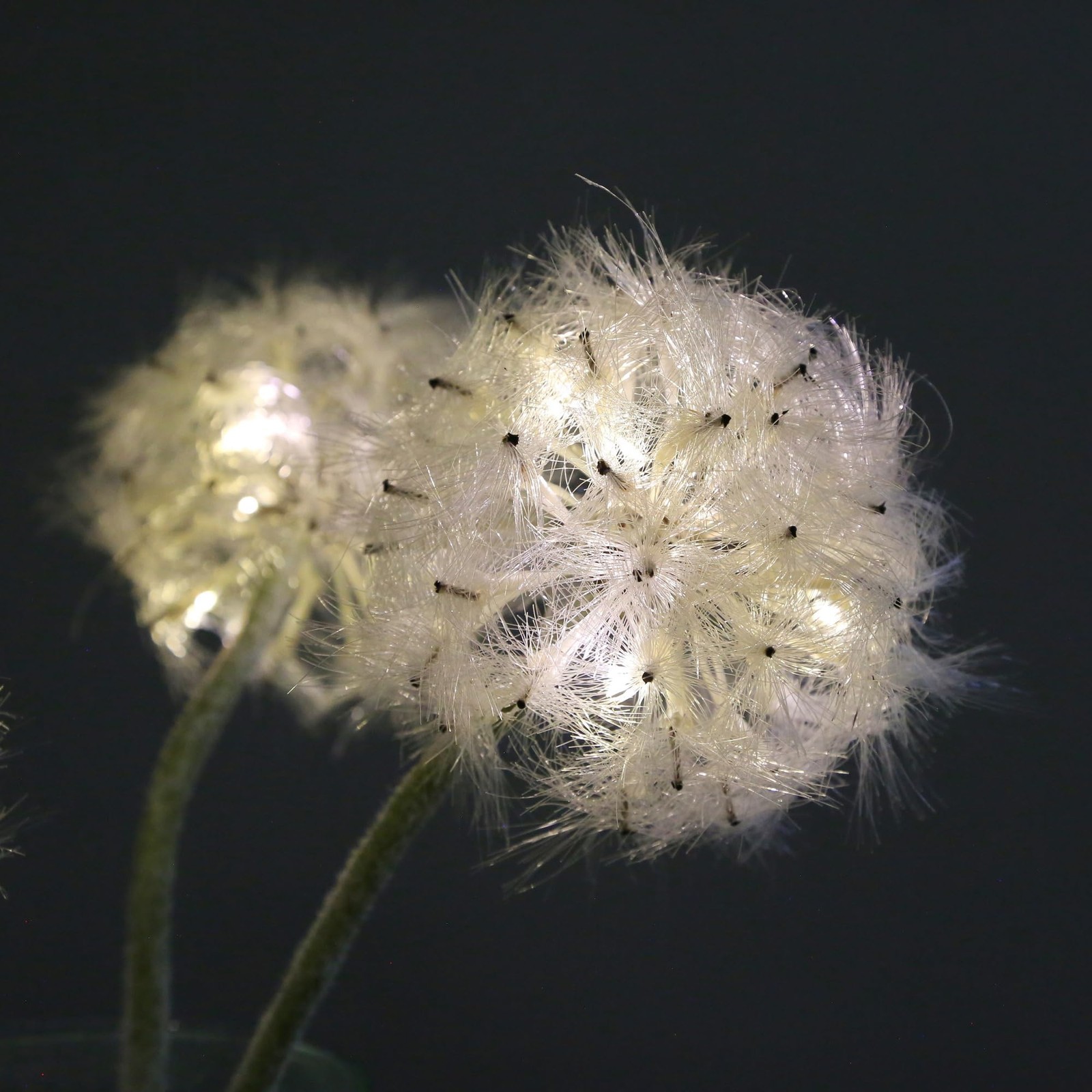 TOPIA Artificial Dandelion Flowers with LED Lights with Timer Faux Dandelion …