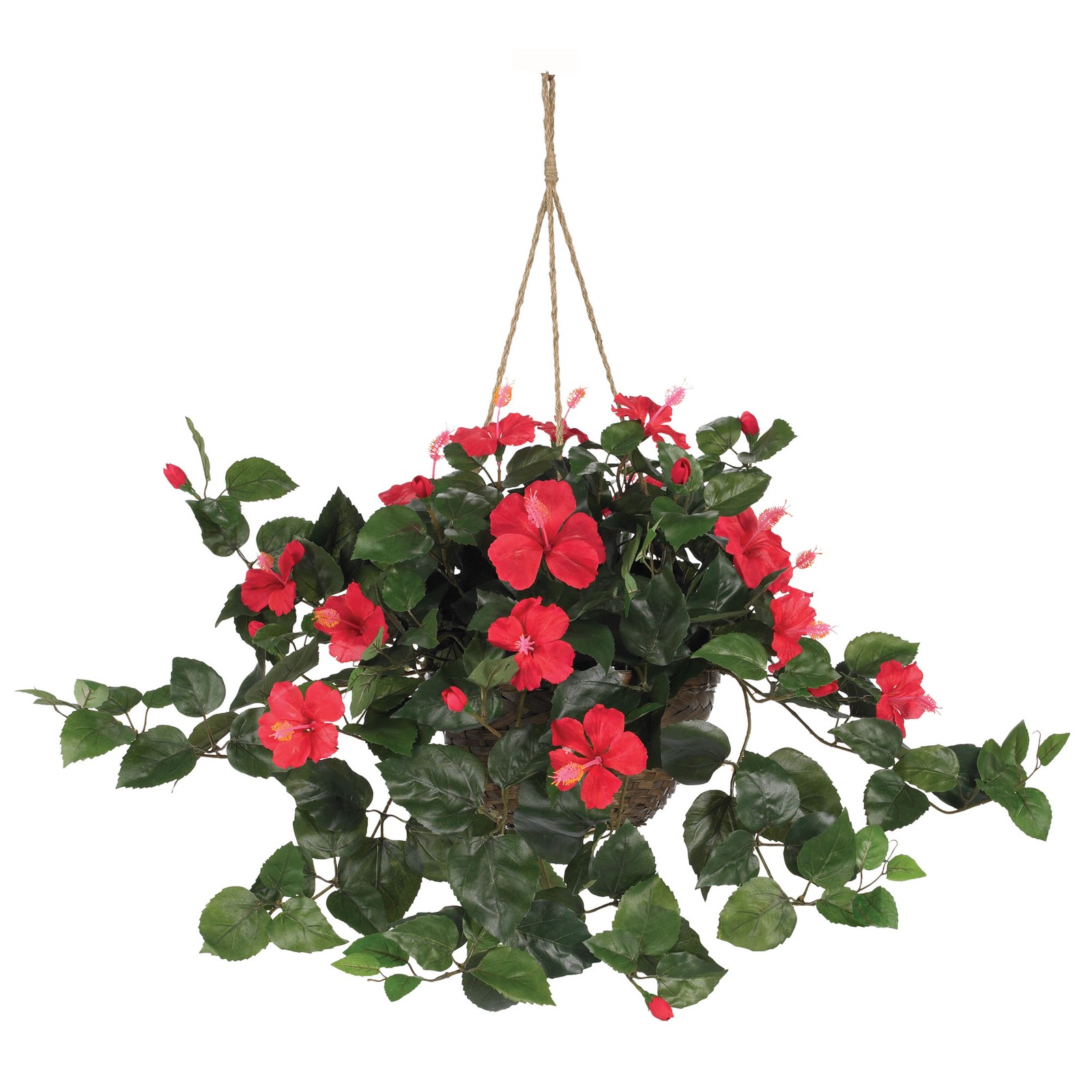 Hibiscus Hanging Basket 10″ Pot Full Bloom Vibrant Greenery In/Out