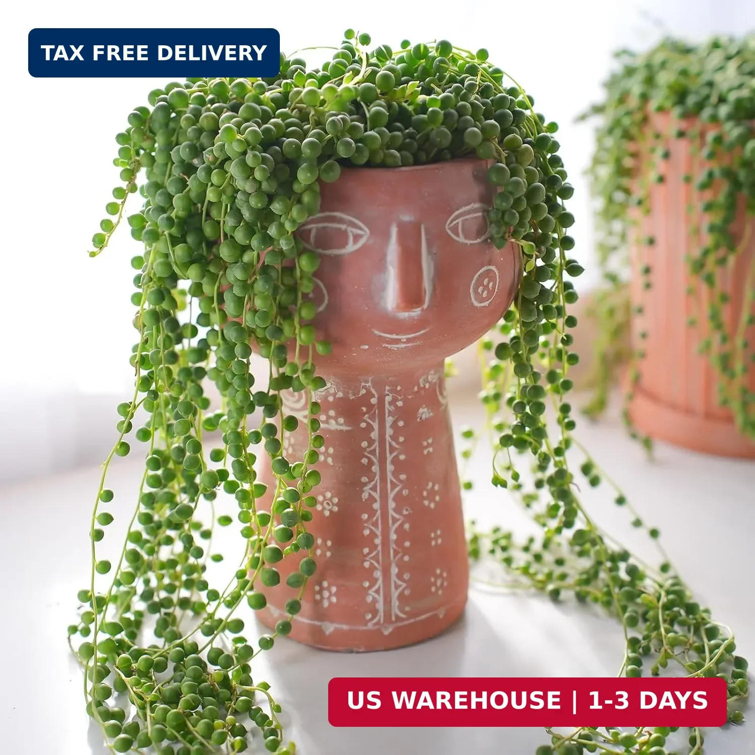 Sprout N Green 4″ String of Pearls, Live Trailing Succulent Fully Rooted in Pots