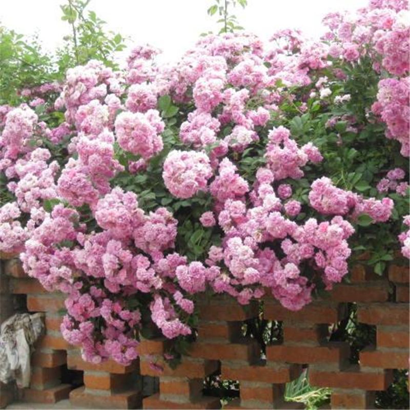 (10) CLIMBER ROSE SEEDS perennial flower garden climbing plant USA SELLER TRACK