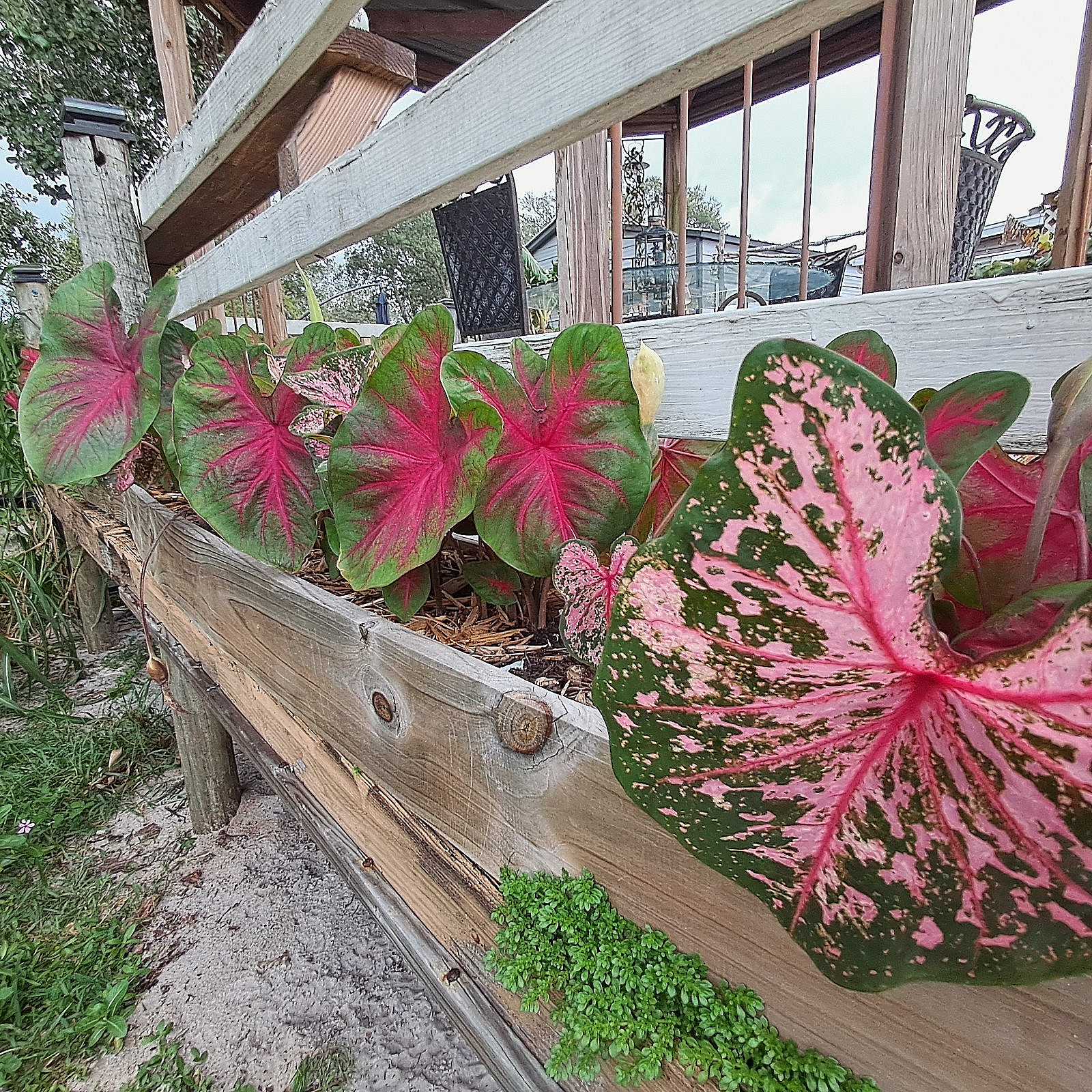 Royal Flash Caladium Bulbs for Planting 10 BULBS direct from Florida Plantation
