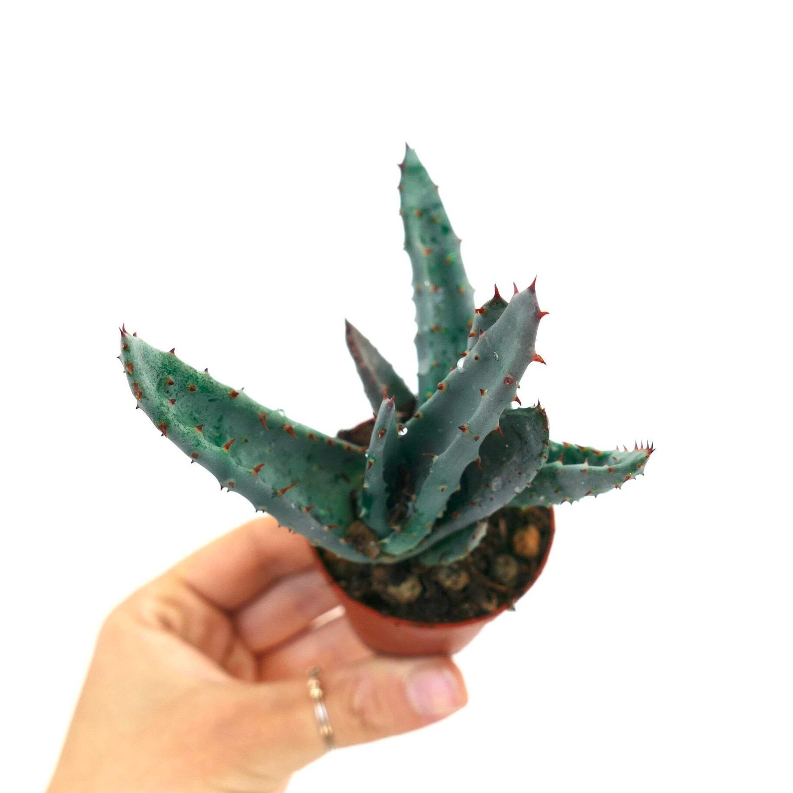 Aloe spectabilis BLUE FORM full pot C142 – Spectacular aloe | Tree aloe