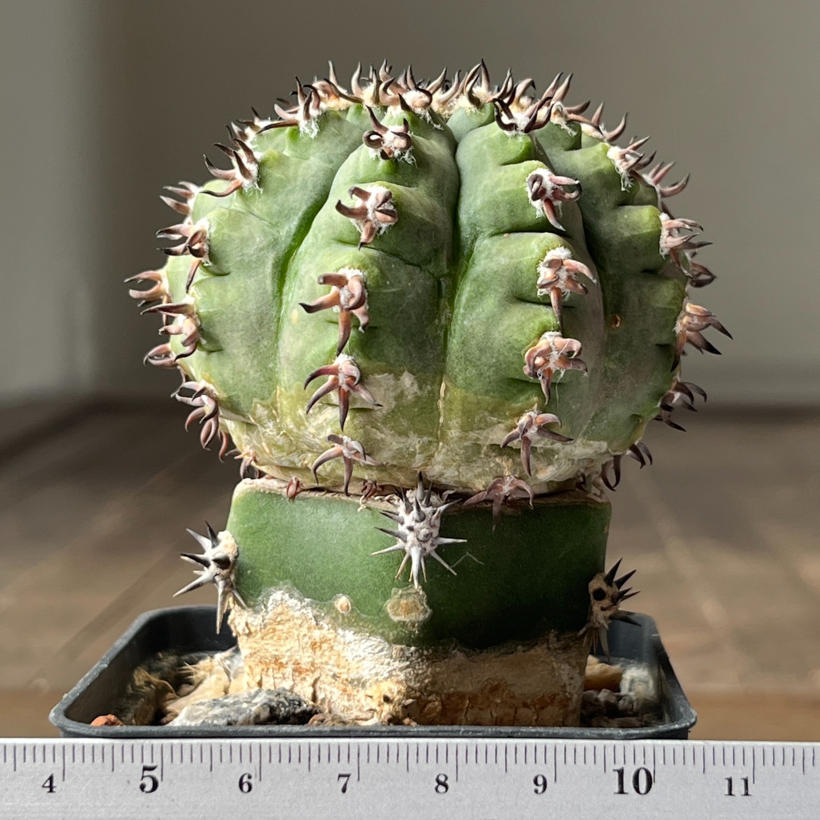 A38-2067 Gymnocalycium spegazzinii SL-044b, grafted