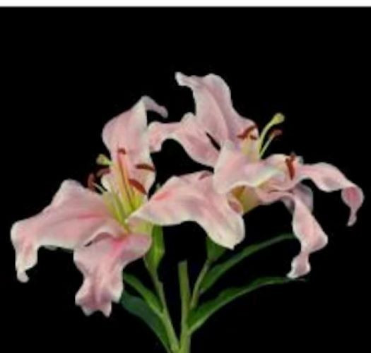 Absolutely beautiful artificial natural feel rubrum lily stem LIGHT PINK
