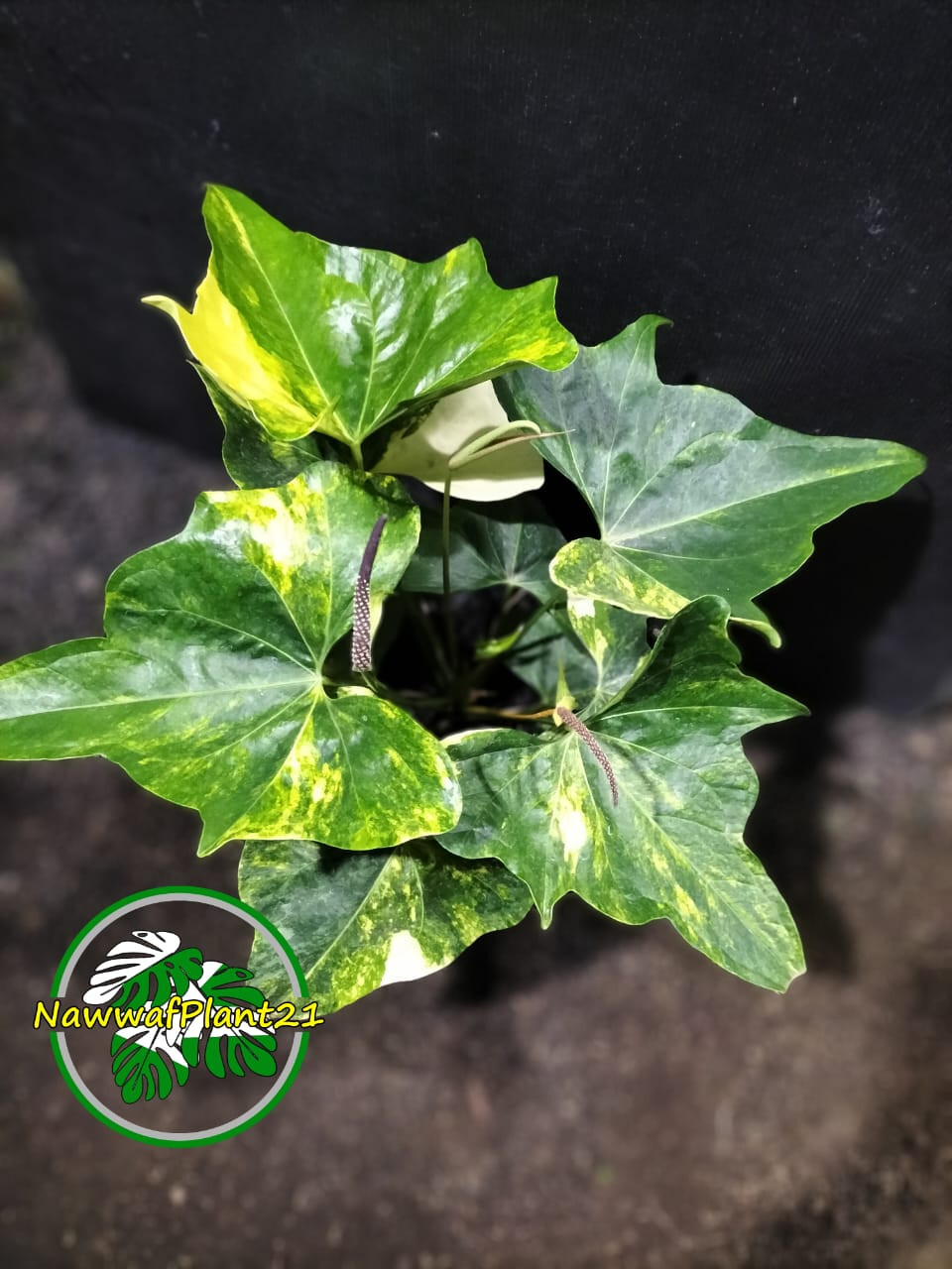 Real Photo Anthurium Pterodactyl Variegated Big Size