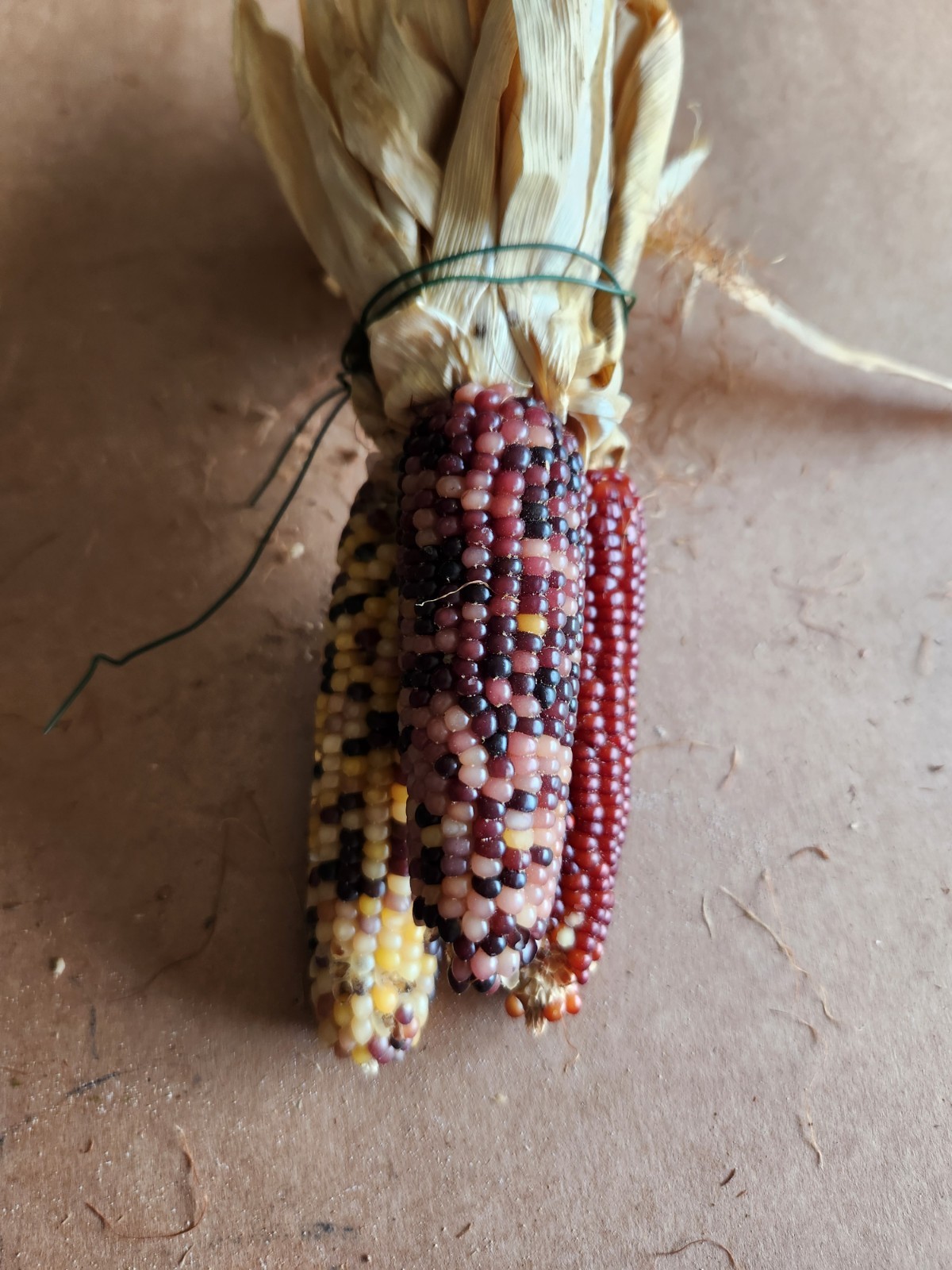 Mini Indian Corn, Approx 5″ Long – Thanksgiving, Fall, Decor, Small #7