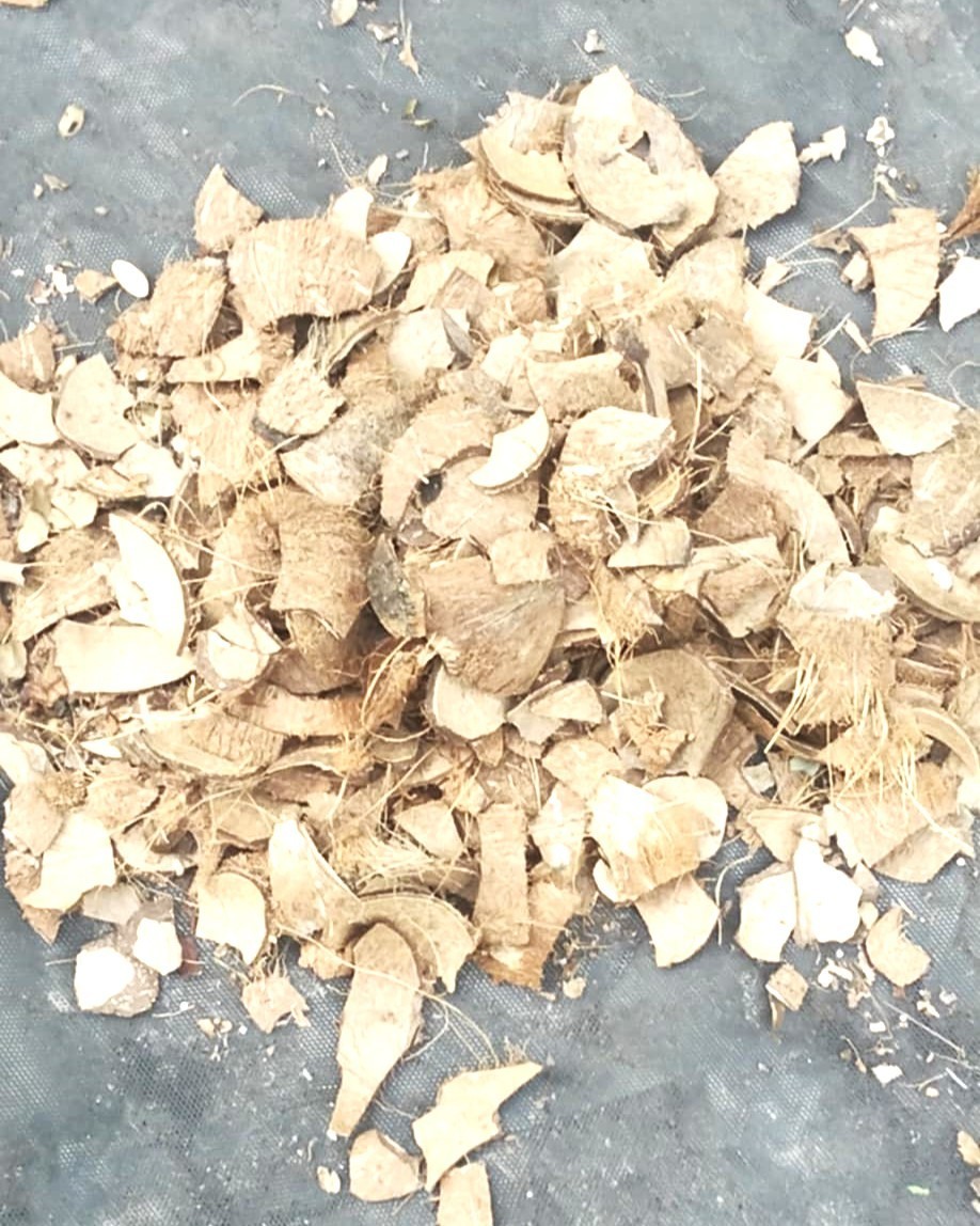 Natural Coconut Shell Chips – Eco Mulch, Craft & Reptile Bedding, Sustainable!