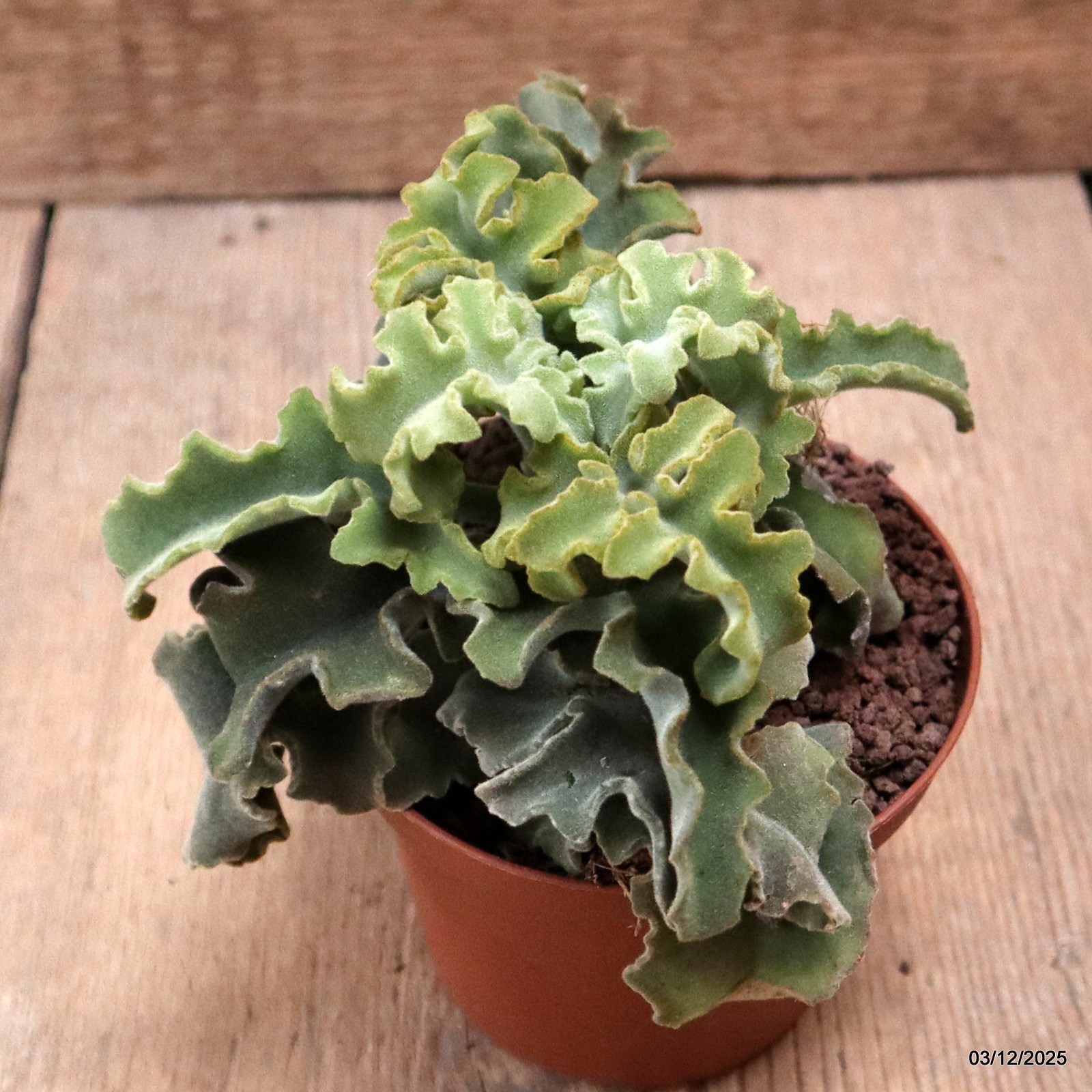 D7663 KALANCHOE BEHARENSIS pot10-H11-W14 cm MaMa Cactus