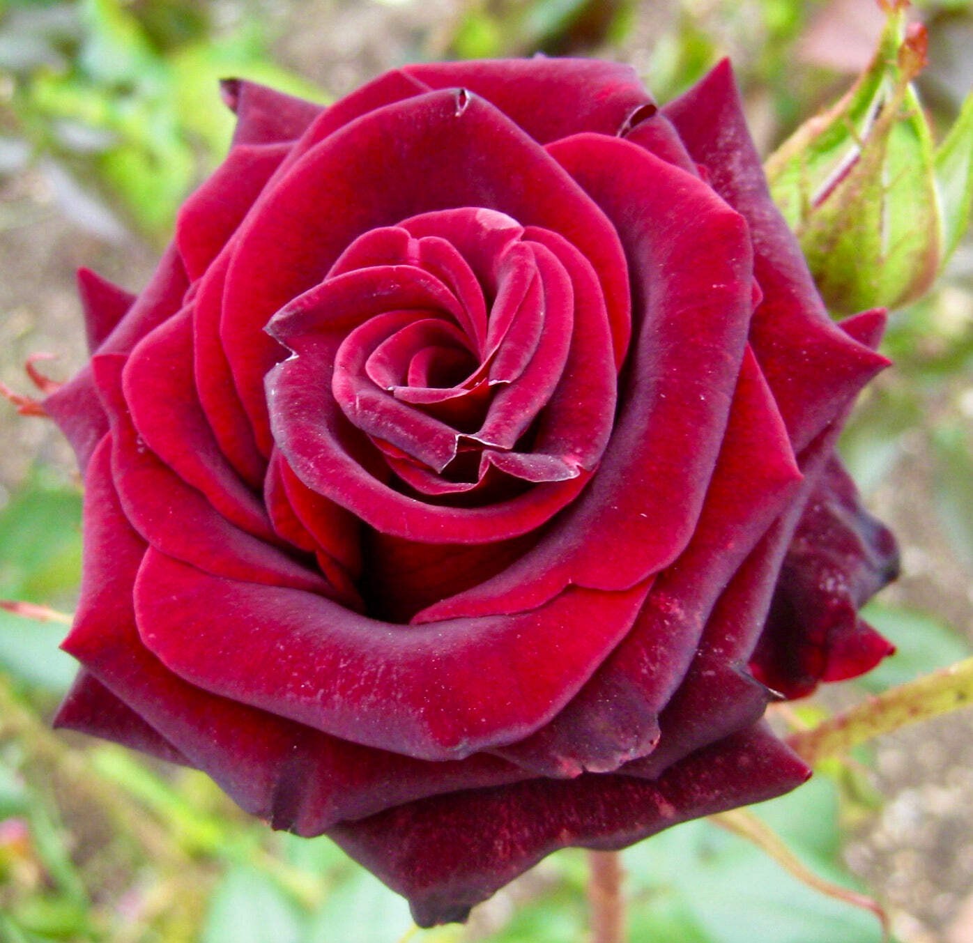 Rosa cv Black Magic – Rose | Garden rose