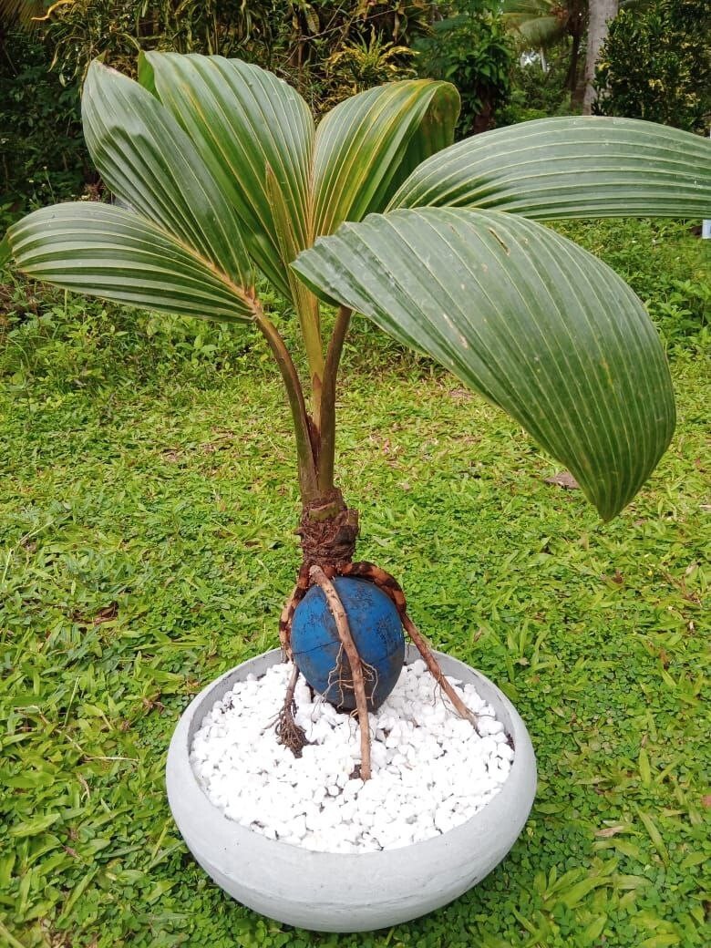 BONSAI Coconut plant. Real coconut palm, starter for Bonsai project.ceylone