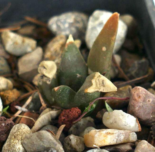 Ariocarpus retusus X trigonus HYBRID (seedling) C86 –