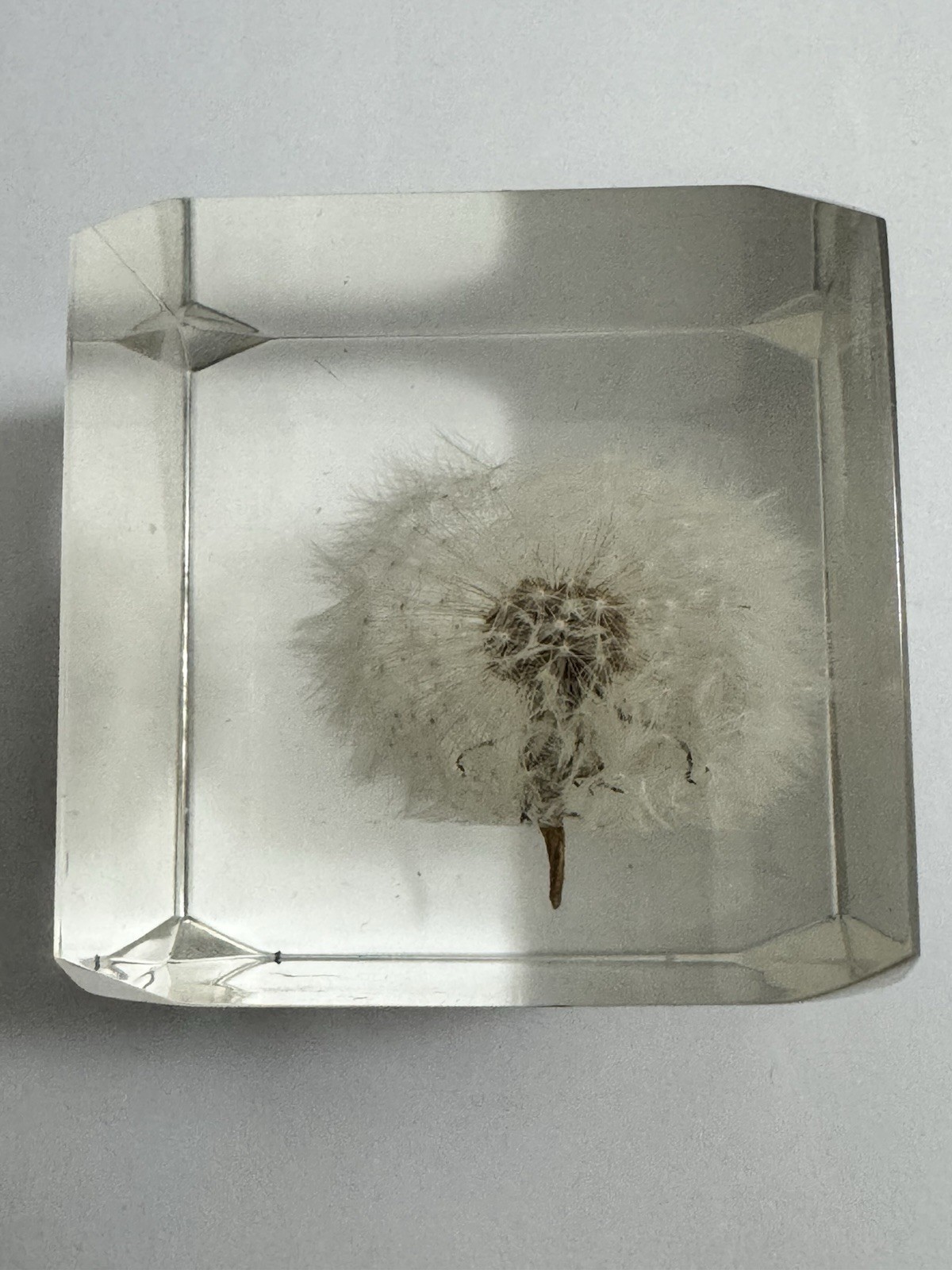 Sola Cube LUNARIA ANNUA 5cm Dandelion Acrylic Resin Flower Japan Paperweight
