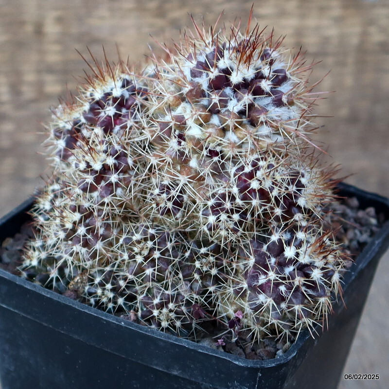 A1925 MAMMILLARIA SPINOSISSIMA MONSTER pot10 H11-W13 cm MaMa Cactus