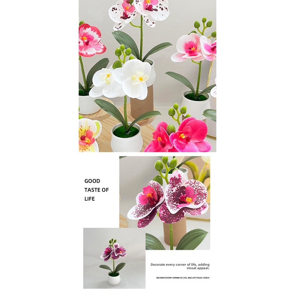 Phalaenopsis Orchid Potted Plant 11x11x18cm Plastic for For MINI Indoor Display