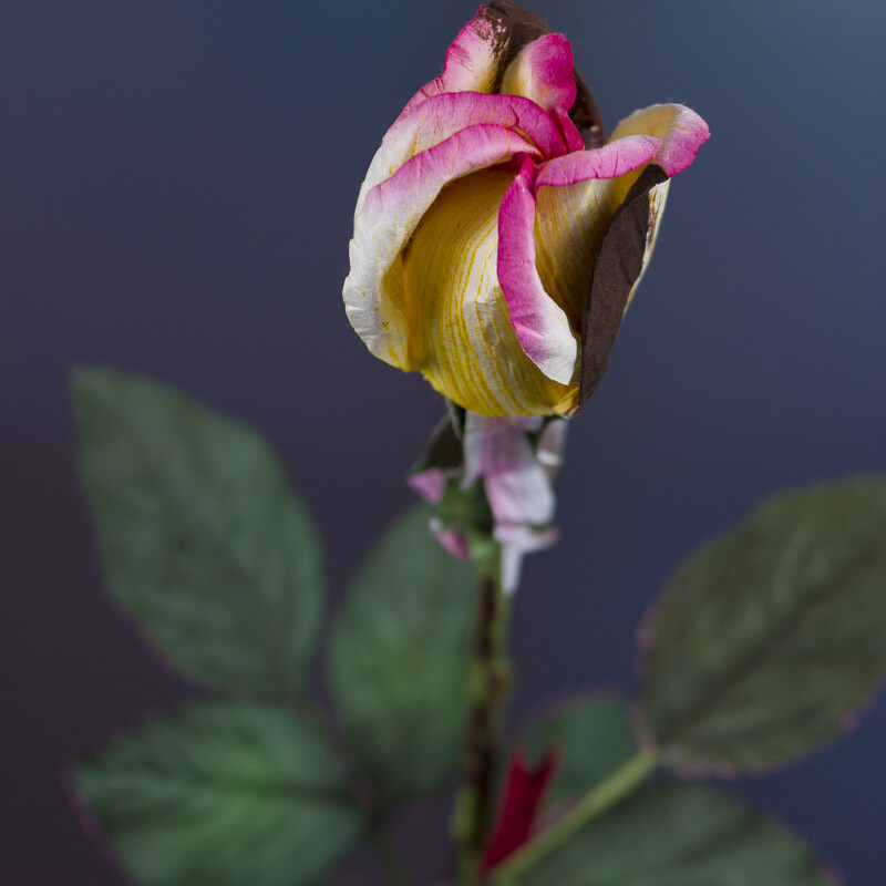 Dried Cream and Pink Artificial Rosebud Stem Flowers