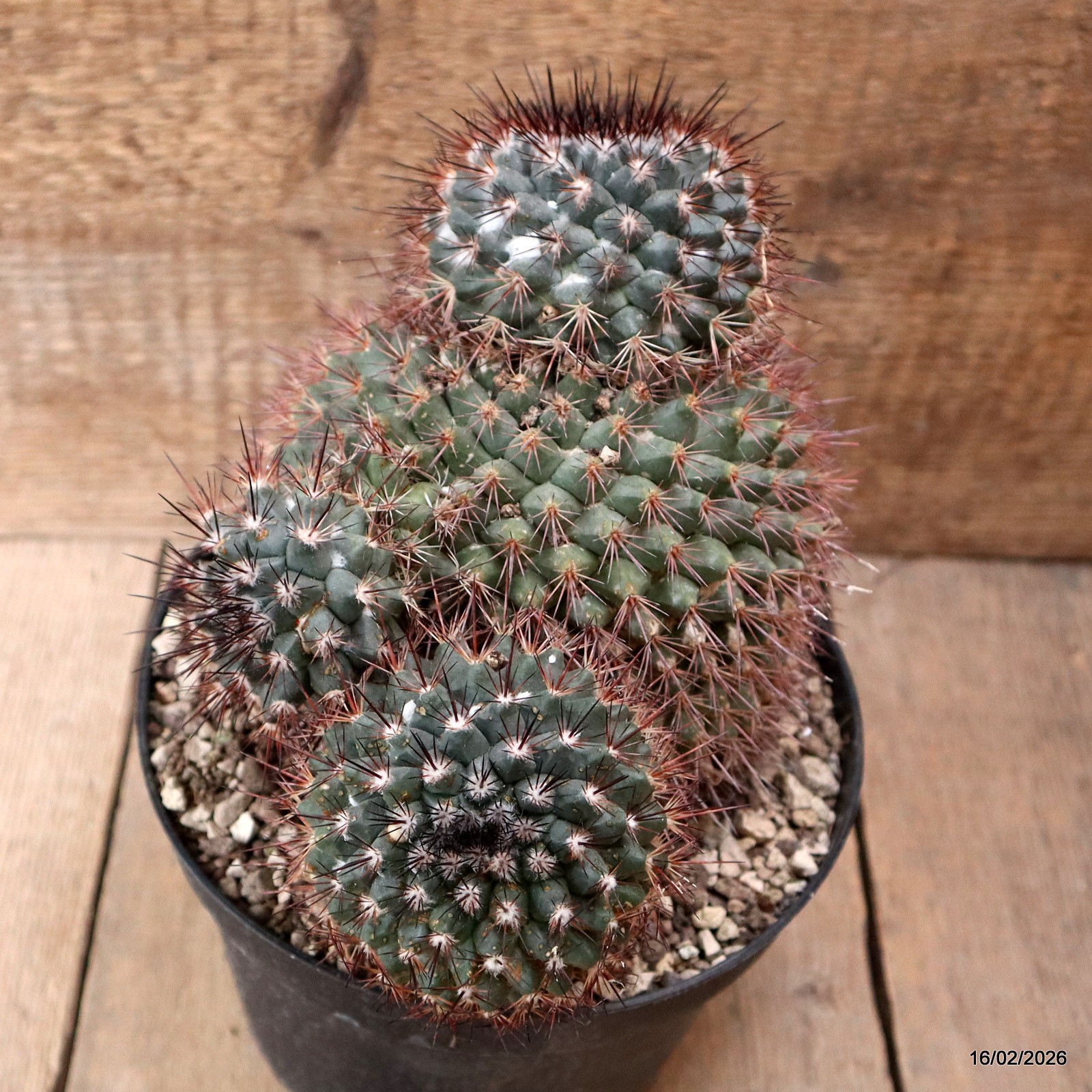 D7800 MAMMILLARIA NEOSCHWARZEANA pot18-H19-W21 cm MaMa Cactus