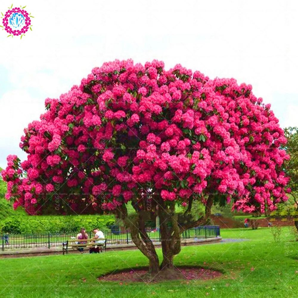 (10) CHERRY TREE SEEDS rare exotic flower home blossom garden USA SELLER W/TRACK