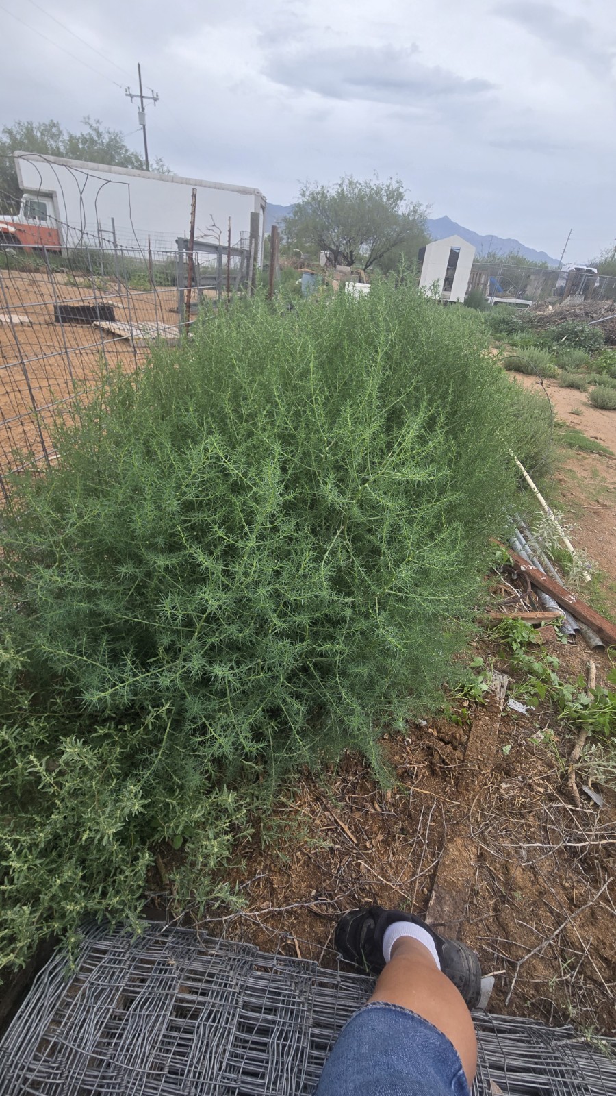 Tumbleweed still in ground.XL Size! 4ft+ Huge Natural Western Decor Arizona USA