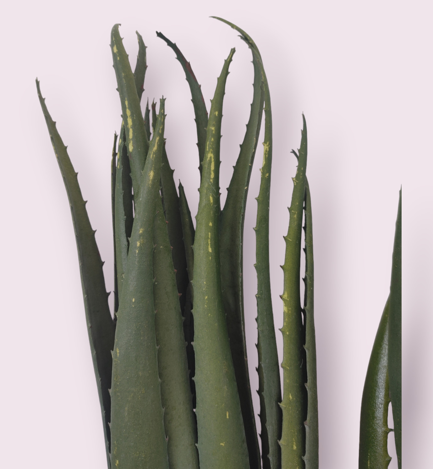 SUPER LIFELIKE! ~ 2pk ~ 18″ SUCCULENTS Artificial Plant Unpotted Faux Picks
