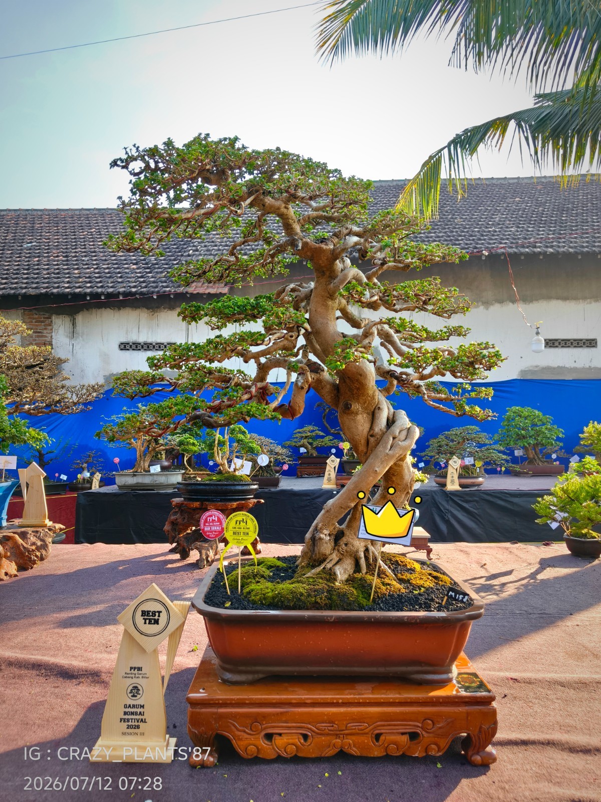 Premna Microphylla Bonsai Tree – Large – Extreme Trunk – Exhibition Tree ✅