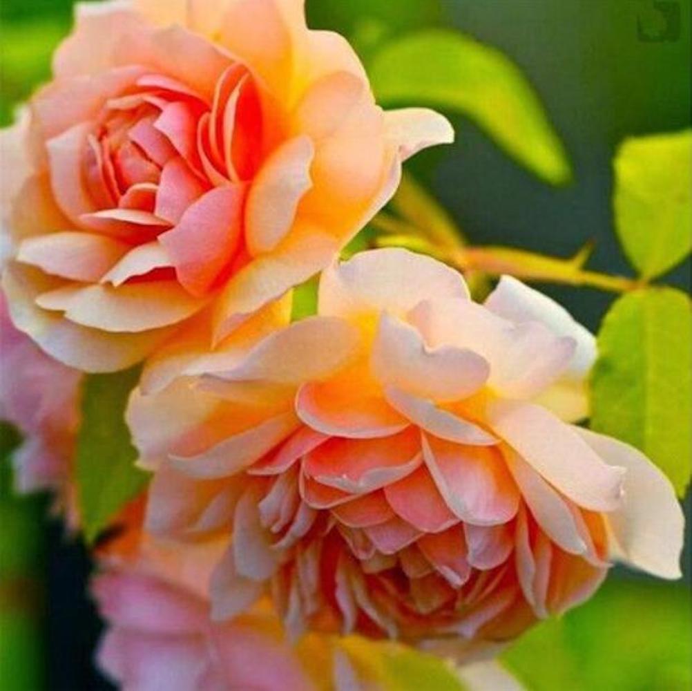 (10) PEONIES SEEDS rare exotic flower home blossom garden USA SELLER W/TRACKING