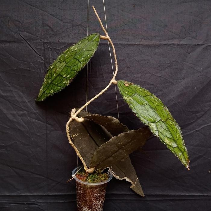 Hoya Clemensiorum Rare Tropical Plant Collector’s Indoor Plant Rooted Cutting
