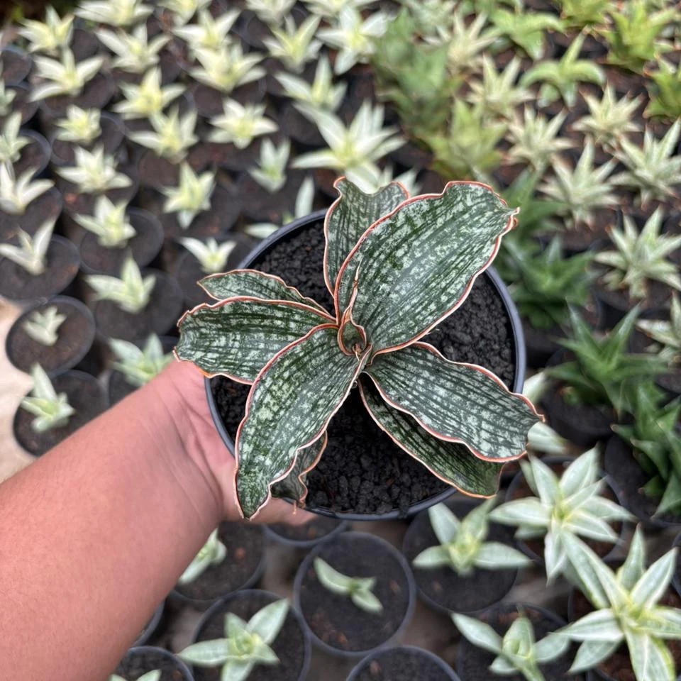 Real Pickture Sansevieria Phupamon x Eliensis Rare Uniqe Snake Plant