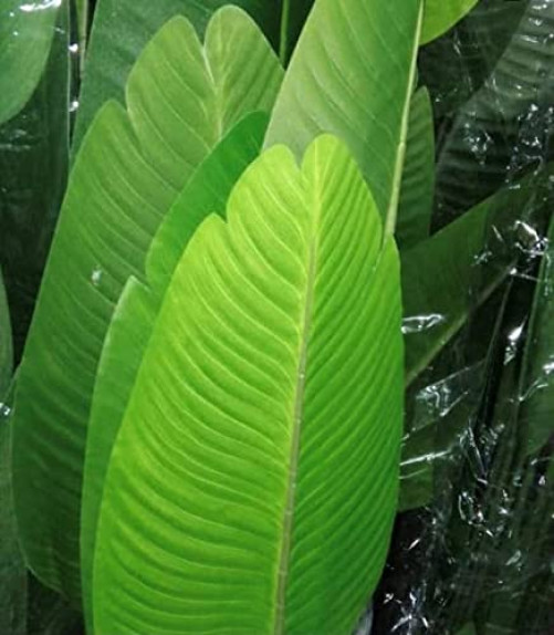One 5 Foot Artificial Silk Bird of Paradise Palm Tree 5 feet tall, Green