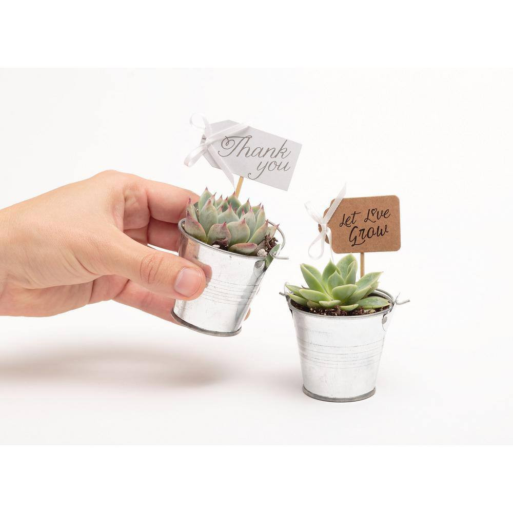 2 In. Wedding Event Rosette Succulents Plant with Tin Metal Pails and Let Love G