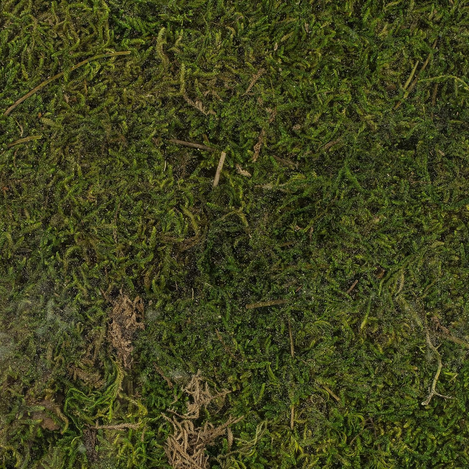 Beautifully Preserved Fresh Green Moss – 8oz Sheets for Classy Arrangements