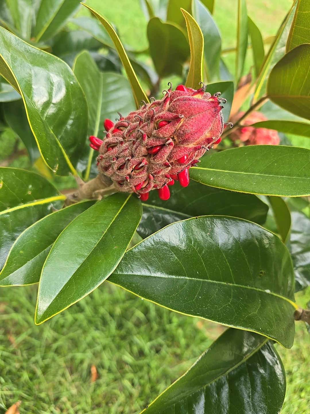 Real Magnolia Seed Pods Southern Potpourri Wreath Making Crafts Terrarium Fairy