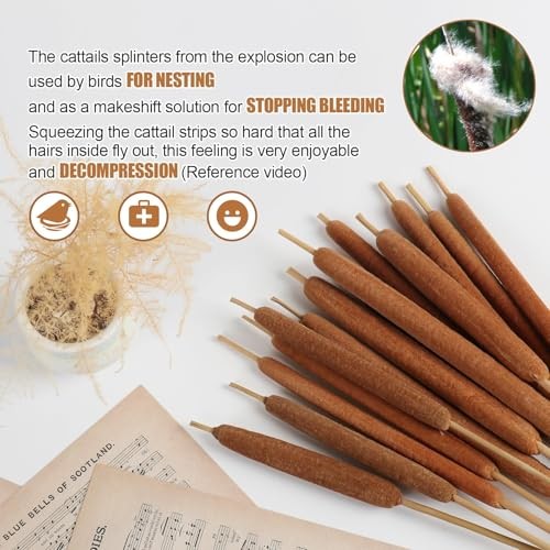 Dried Natural Cattails – 20PCS for DIY Floral Arrangements and Home Office