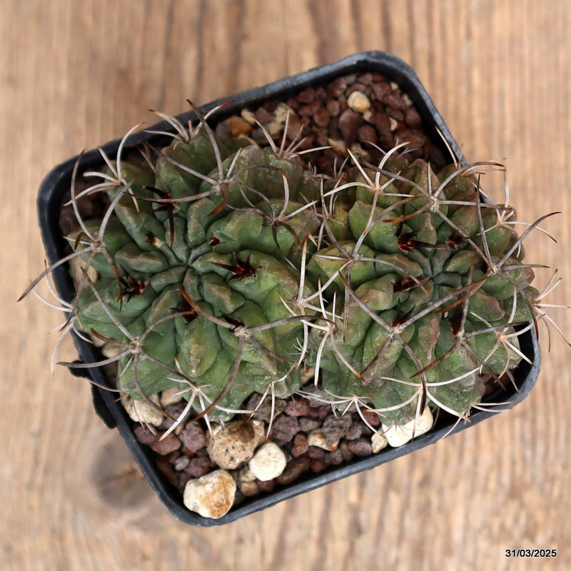 A9189 NEOPORTERIA PAUCICOSTATA DICHOTOMIC pot7-H5-W9 cm MaMa Cactus