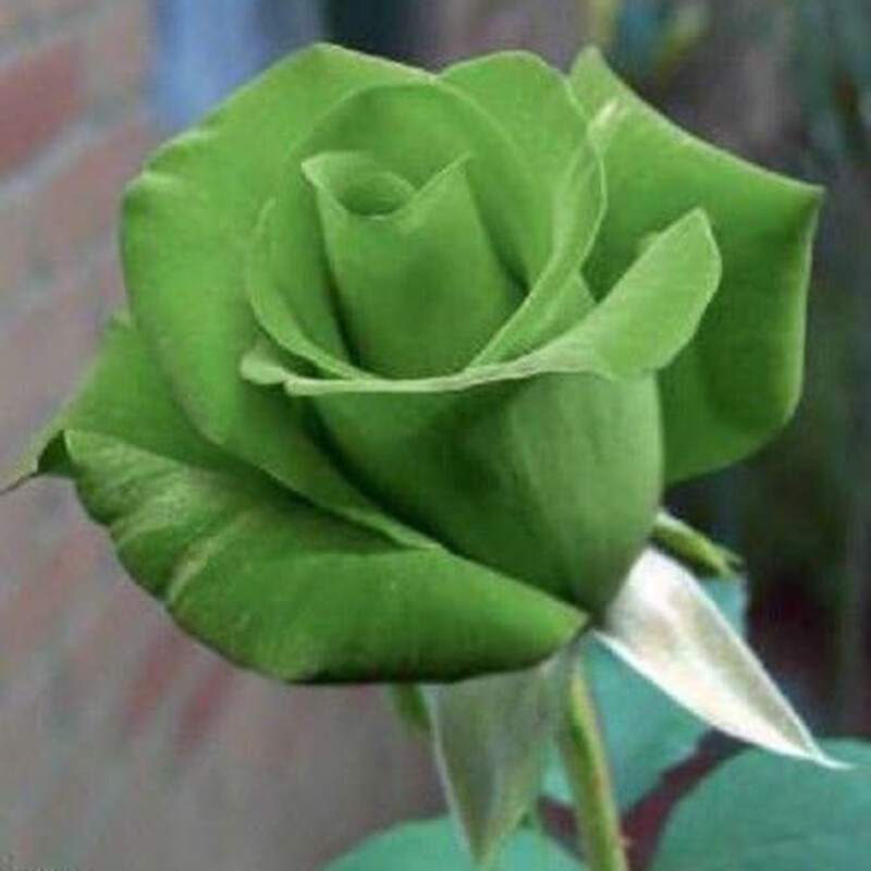 100 Mixed Color Rose Seeds for Garden Planting Varieties of Bush Perennial
