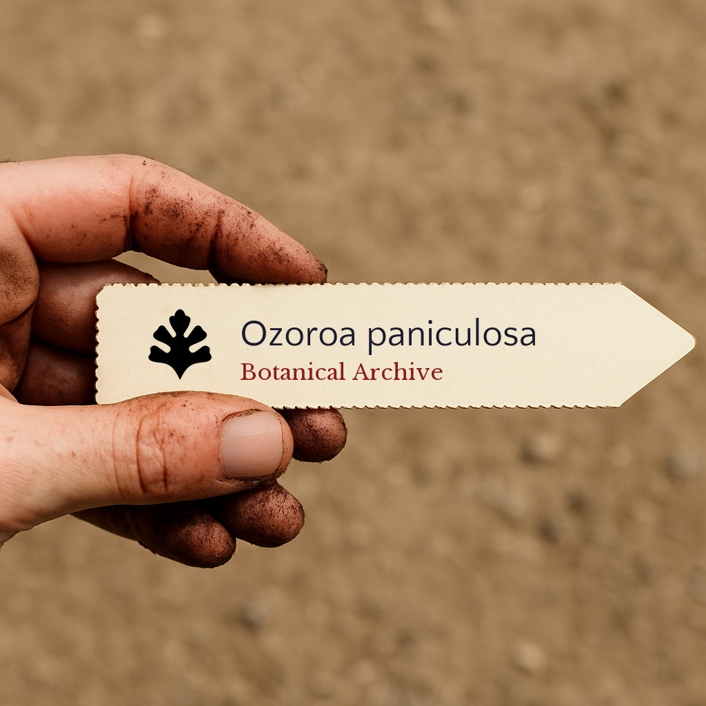 Ozoroa paniculosa | Common Resin Tree, Bushveld Ozoroa | 100 SEEDS – Common resi