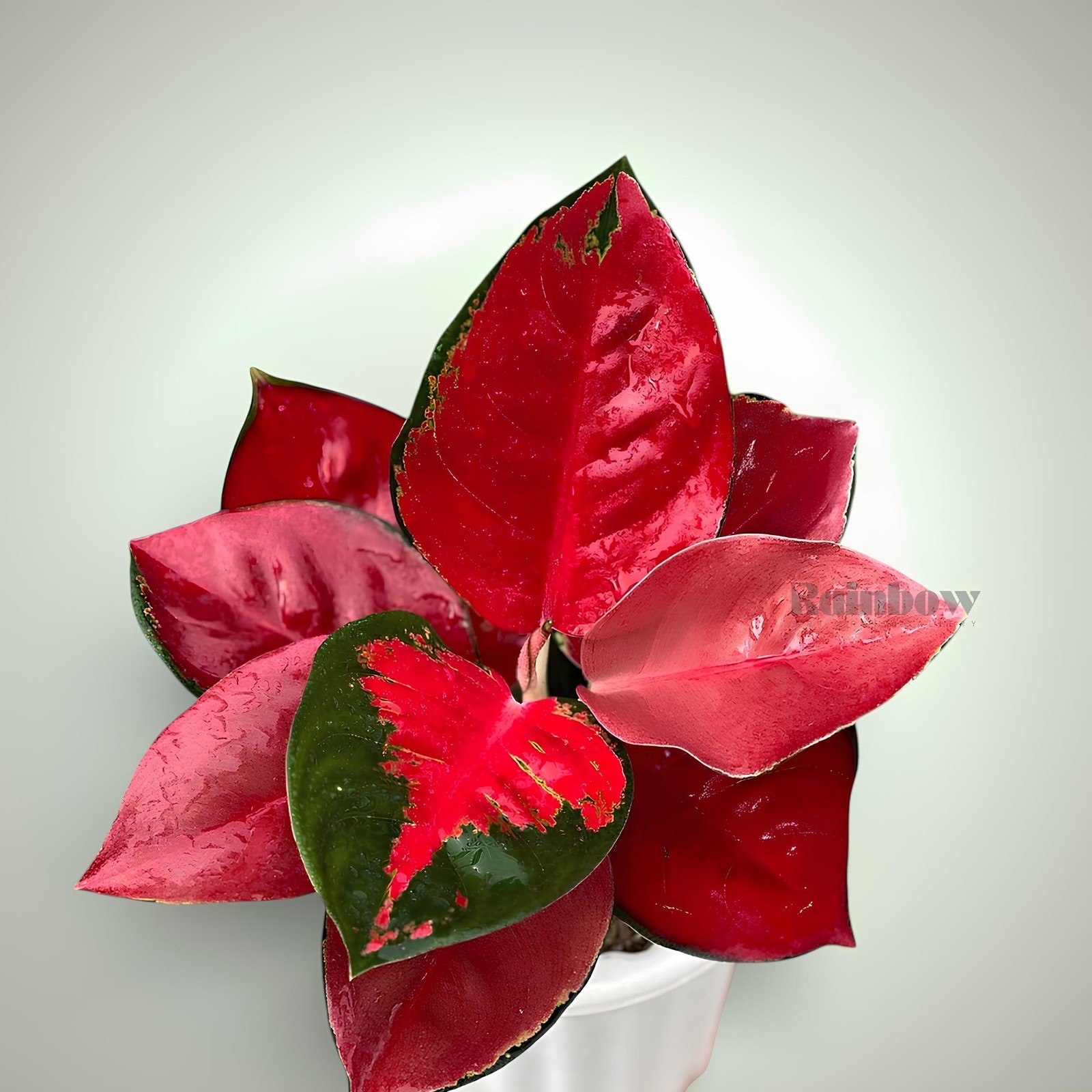 Aglaonema Suksom Beatiful Ornamental Plant