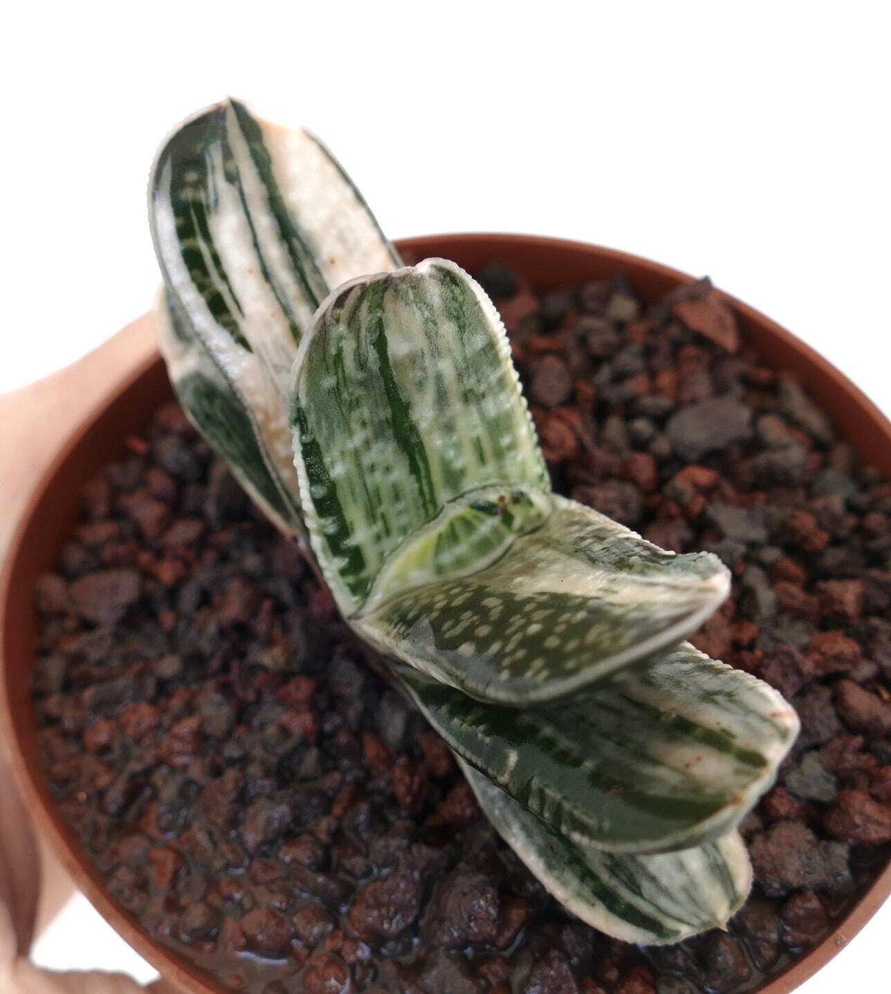 Gasteria cv 風白 GREEN WHITE FORM – Ox tongue | Lawyer’s tongue
