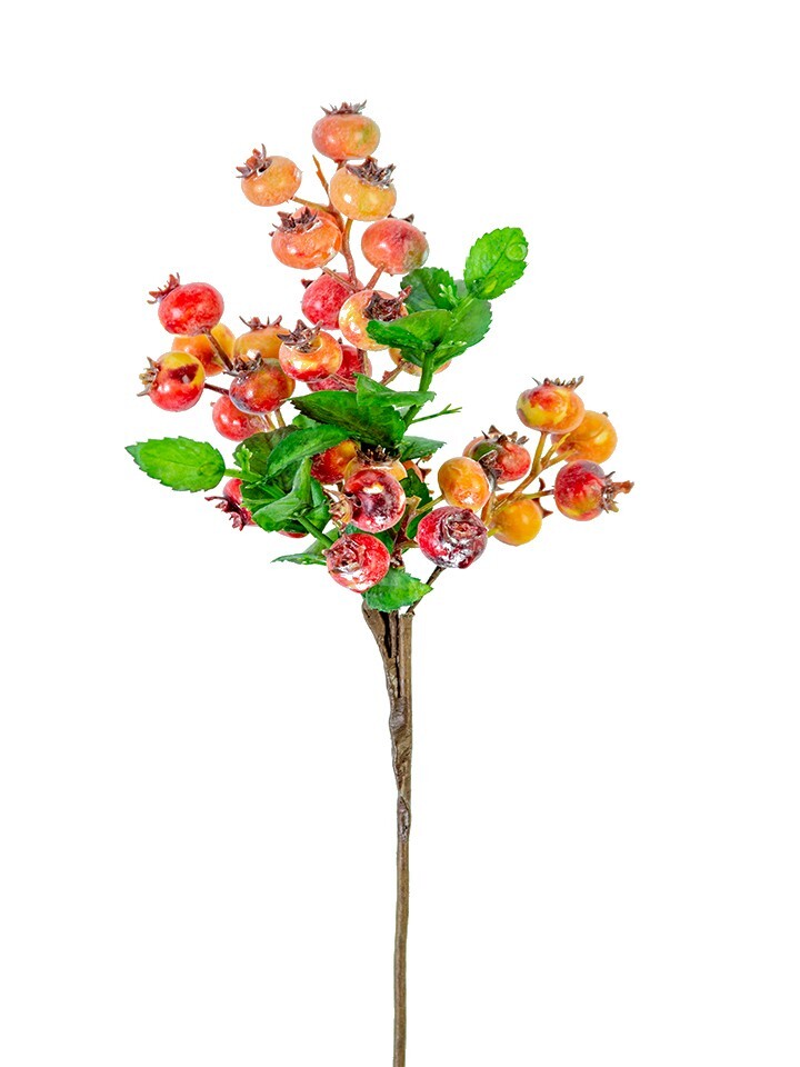 ORANGE berry picks