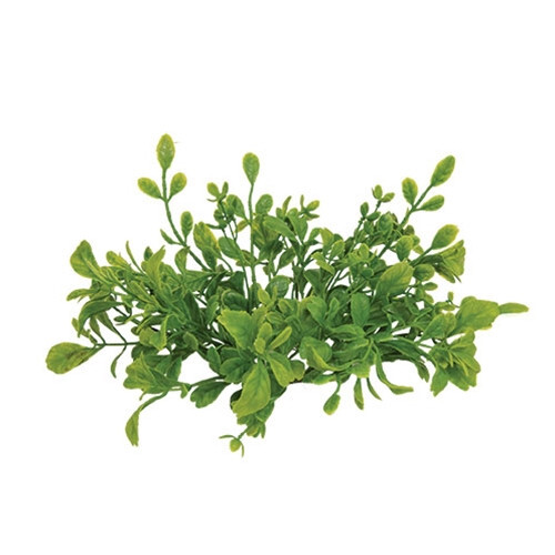 Fresh Sprouted English Boxwood Taper Candle Ring 1″ Inner Dia. Greenery Floral